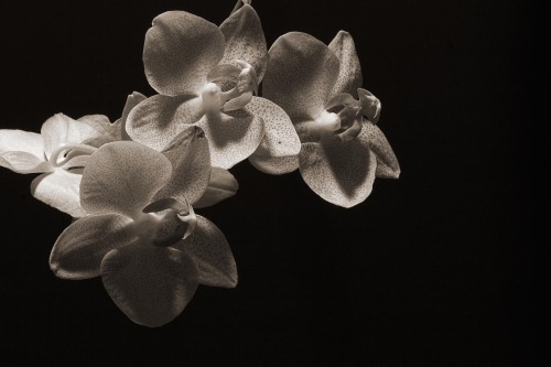 orchid wallpaper. orchids desktop (via John*Ell)