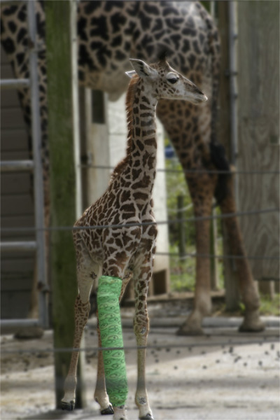 Baby giraffe in a cast.