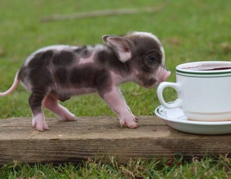spacey-stacy: Mini Pigs!!! Forget puppies, I want one of