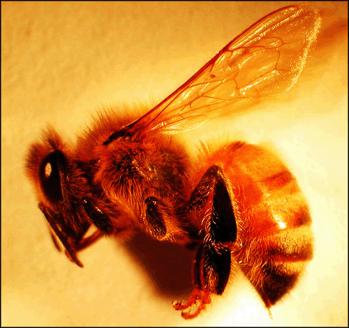 Exterminator Clip Art. exterminator, bee hive removal