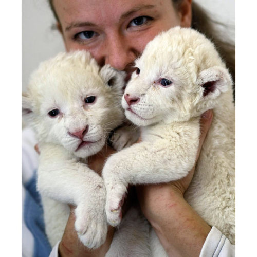 CUTE LION, I'M DYIN' A zookeeper holds two twelve-day-old white lion cubs in 