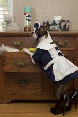 “Just pull your pants up and leave the milkbones on the night stand.”