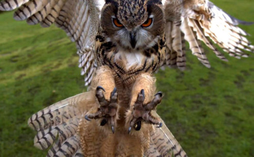  8220Talons extended a Eurasian eagle owl goes for the kill at