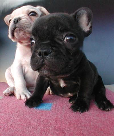 funny puppies. cute funny puppies… i want