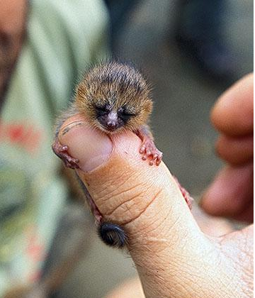 allcreatures:Baby mouse lemur.