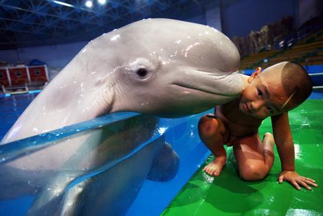cute beluga whale pictures. Tagged: whaleaby