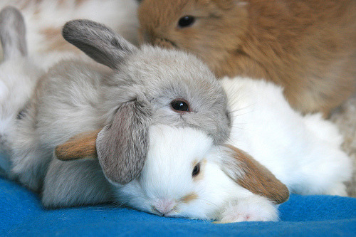 eleasha:  likespancakes:amaisaeta:toxic-thrill  Cuddle bunnies!!!! <3