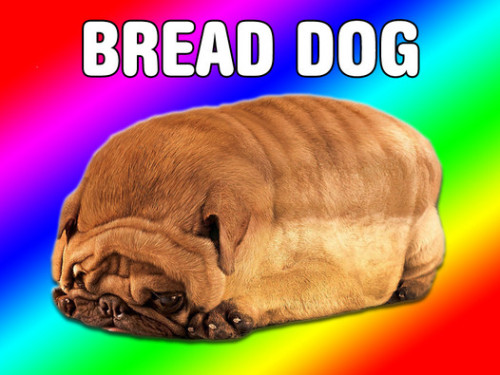 thatnewish:  bread dog