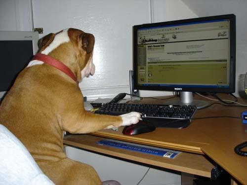 LOOK AT THIS MOTHER FUCKING DOG ON THAT COMPUTER