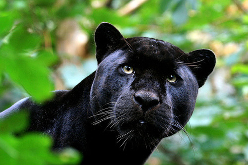 Wild black panthers in Latin America are black jaguars Panthera onca 
