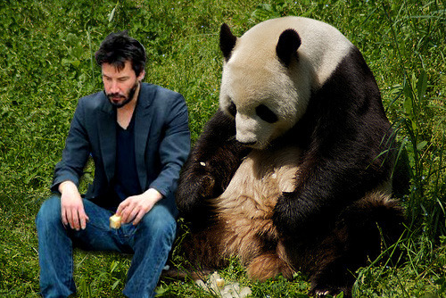 Panda &amp; Keanu are sad together. Submitted by annadraconida