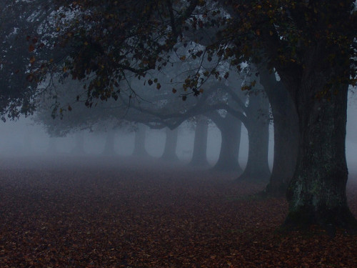Avenue of trees in fog. (by stevejr)