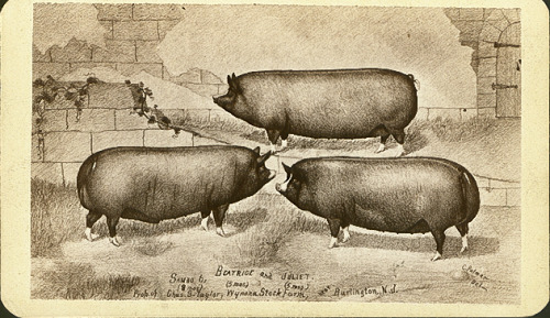 Drawing of Three Pigs - Sambo, Beatrice and Juliet by J.H. Bostwick  
