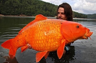 The Presurfer: Fisherman Catches Massive 30lb ‘Goldfish’