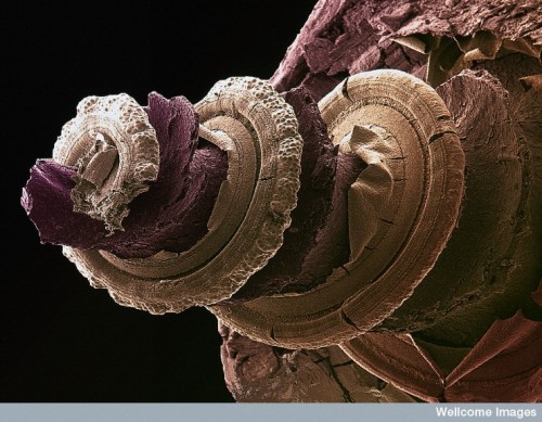 Cochlea of the inner ear. Colour-enhanced scanning electron micrograph of the inside of a guinea pig inner ear showing the hearing organ, or cochlea. Running along the spiral structure are rows of sensory cells which respond to different frequencies of sound. The whole organ is just a few millimeters long. 
[source]