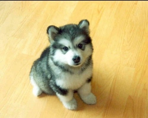 cutest puppy ever. via: 2937663 Cutest puppy EVER