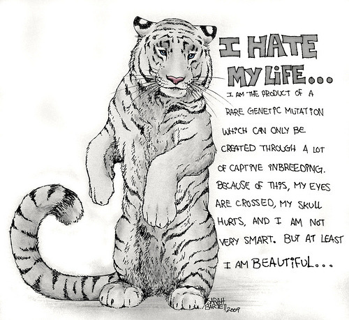 deformed white tiger pictures. White tigers