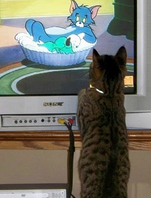 Fresh Pics: Pictures Of Cats Watching Cats On TV