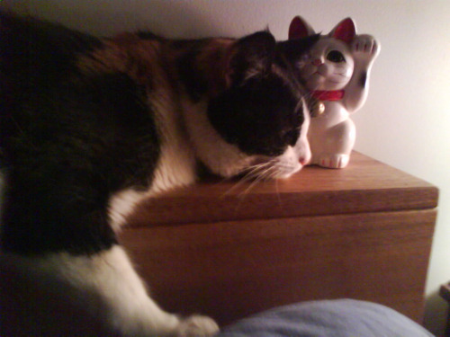 Two cats - Honey, and a Maneki Neko. Tagged: cats