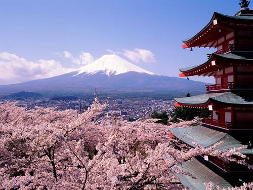 cherry tree blossom japan. Cherry Blossom season in Japan