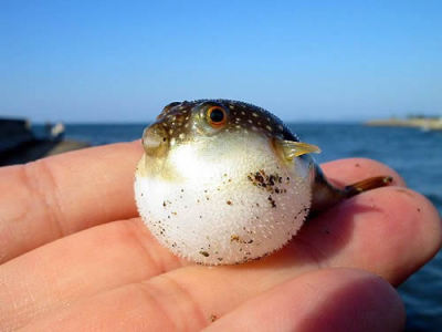 pez globo bebe