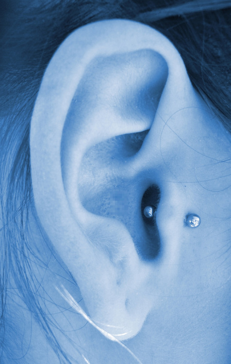 tragus piercing prices. Daughters tragus piercing,