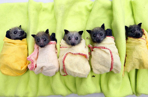 Baby bats rescued and cuddled