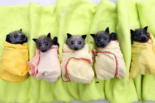 Baby Bats Among Victims of Australian Floods These baby bats in blankets are 