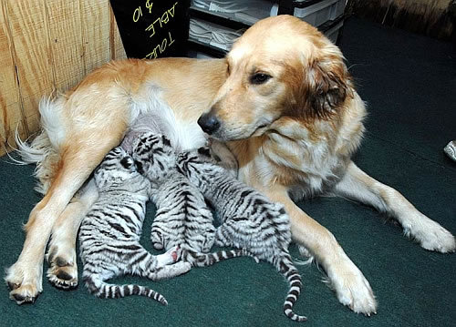 golden retriever dogs and puppies. A golden retriever nursing 3