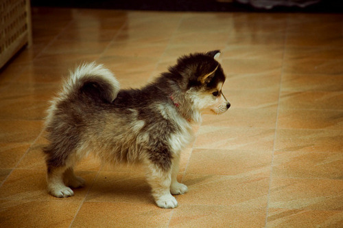Tags: puppy husky pomsky pomeranian cute