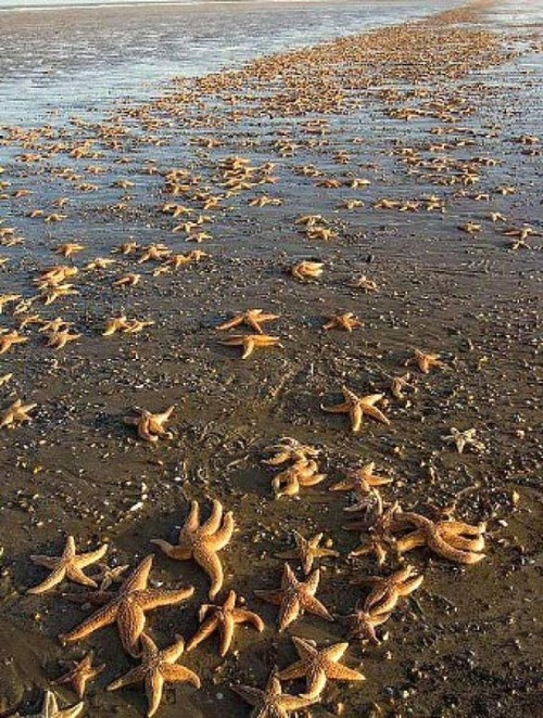 rachaelvee:
tacobellgoddess:
An old man walked across the beach until he came across a young boy throwing something into the breaking waves. Upon closer inspection, the old man could see that the boy was tossing stranded starfish from the sandy beach, back into the ocean.
“What are you doing, young man?”  He asked. “If the starfish are still on the beach when the sun rises, they will die,” the boy answered.“That is ridiculous. There are thousands of miles of beach and millions of starfish. It doesn’t matter how many you throw in; you can’t make a difference.”
“It matters to this one,” the boy said as he threw another starfish into the waves. “And it matters to this one.”
I love this story. I heard it from my Rabbi a couple years ago.
