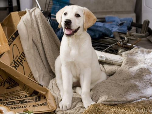 marley and me puppy. wtwtare: Marley from the movie