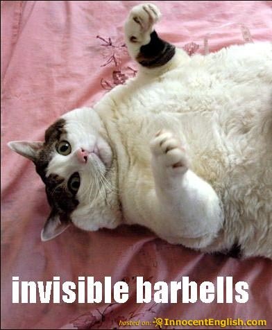 funny fat cat pictures. fat cat pretends to work out
