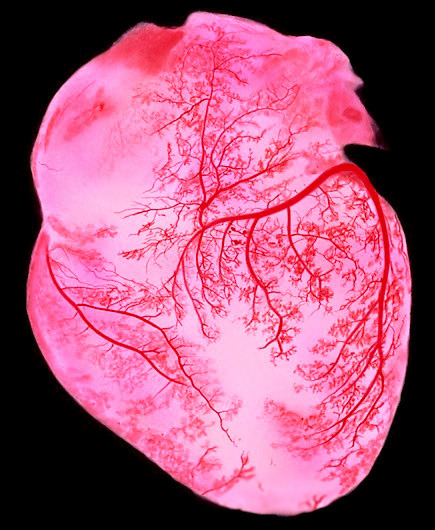 labelling of heart. Human+heart+arteries