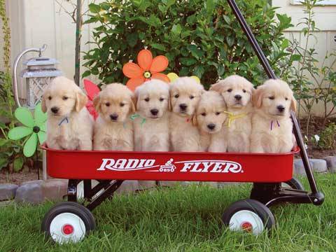 cute yellow lab dogs. Images lab-puppies