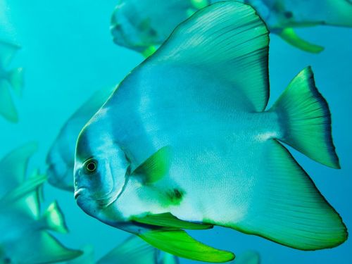 National Geographic Wallpaper Of The Day. March 7, 2011 middot; Spadefish