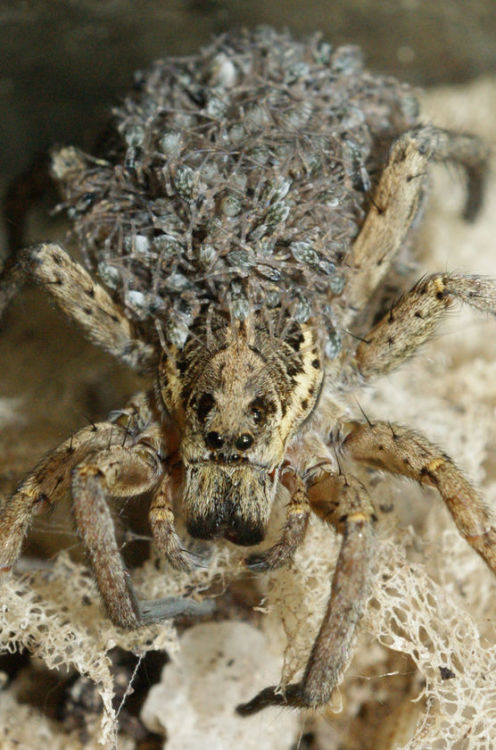 Baby Wolf Spider Pictures