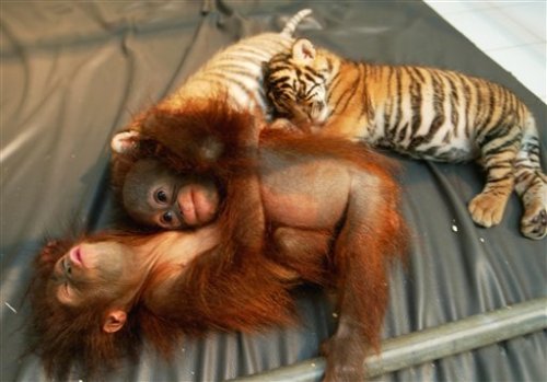 baby animals in love. cute-aby-animals: JUNGLE LOVE