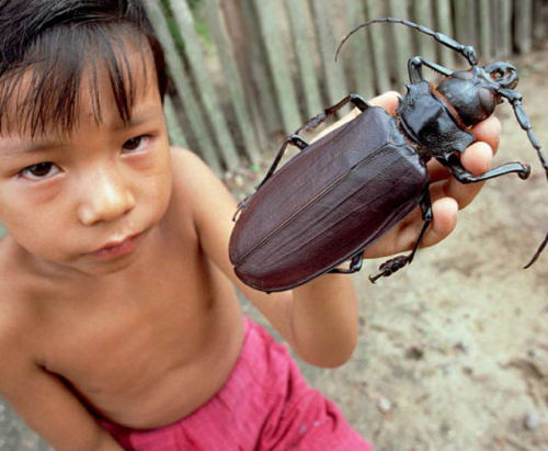 (via Izismile.com - Some of the Worlds Biggest Bugs (16 pics))