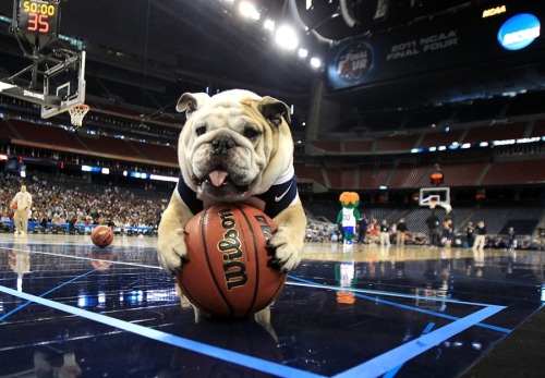 Syracuse Basketball Mascot. Bulldog+mascot+asketball