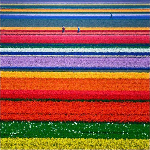 hqrei:

>tatisca>sunsurfer:

 Tulip Fields, The Netherlands
photo from nationalgeographic