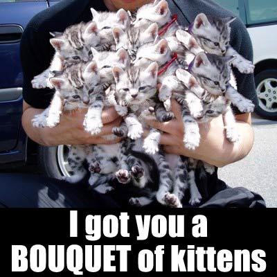 have a bouquet of kittens
