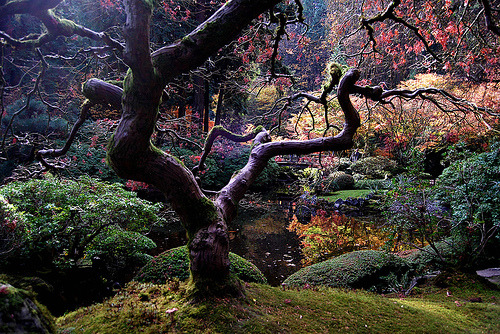 18mm:

Japanese Maple (by sue olson)