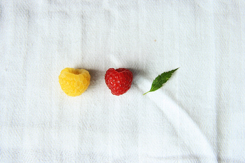 theebumblebee:

raspberries3 (by themorningtrain)