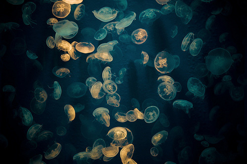 definitelydope:

jellyfishes (by typedow)
