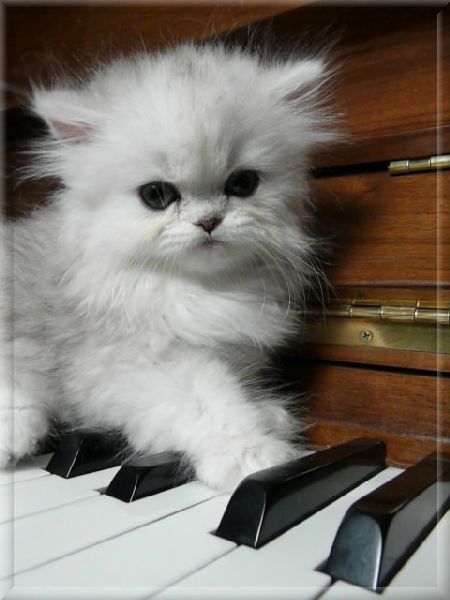  Cute Persian kitty 
