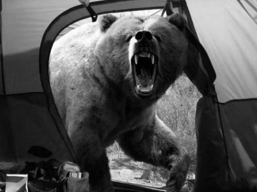Michio Hoshino
A photographer known for his pictures of bears and other wildlife, was mauled to death by a brown bear on the Kamchatka Peninsula in eastern Russia. This was the last photo he took.
