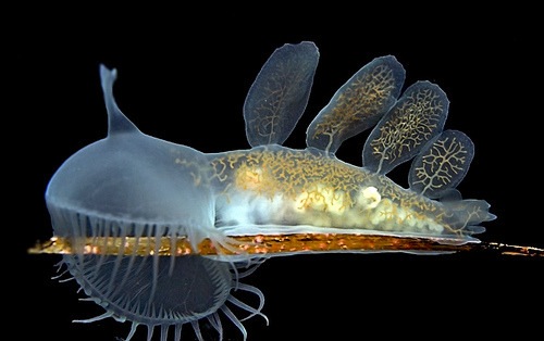 blue sea slug pet. of predatory sea slug,