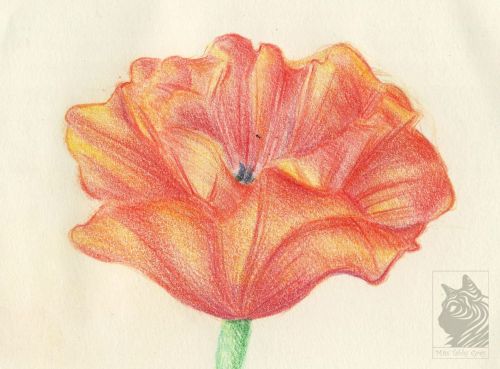 Tags poppy flower drawing