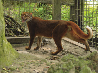 Bornean Bay Cat (Pardofelis badia)
The Borneo bay cat is the most elusive and rarest cat in the world. It is so rare that the first photograph of a live Borneo bay cat was not taken until 1998. It was first discovered in 1855 when a dead cat was discovered. In 1992 the first Borneo bay cat was captured, but unfortunately, this cat did not live long.
This reddish brown cat lives exclusively on the Island of Borneo and has a long tail and small rounded ears. It is about the size of a domestic cat. Because so few cats have been seen, it is likely that the Island of Borneo&#8217;s development is threatening the cat.
(via: Cat Channel)